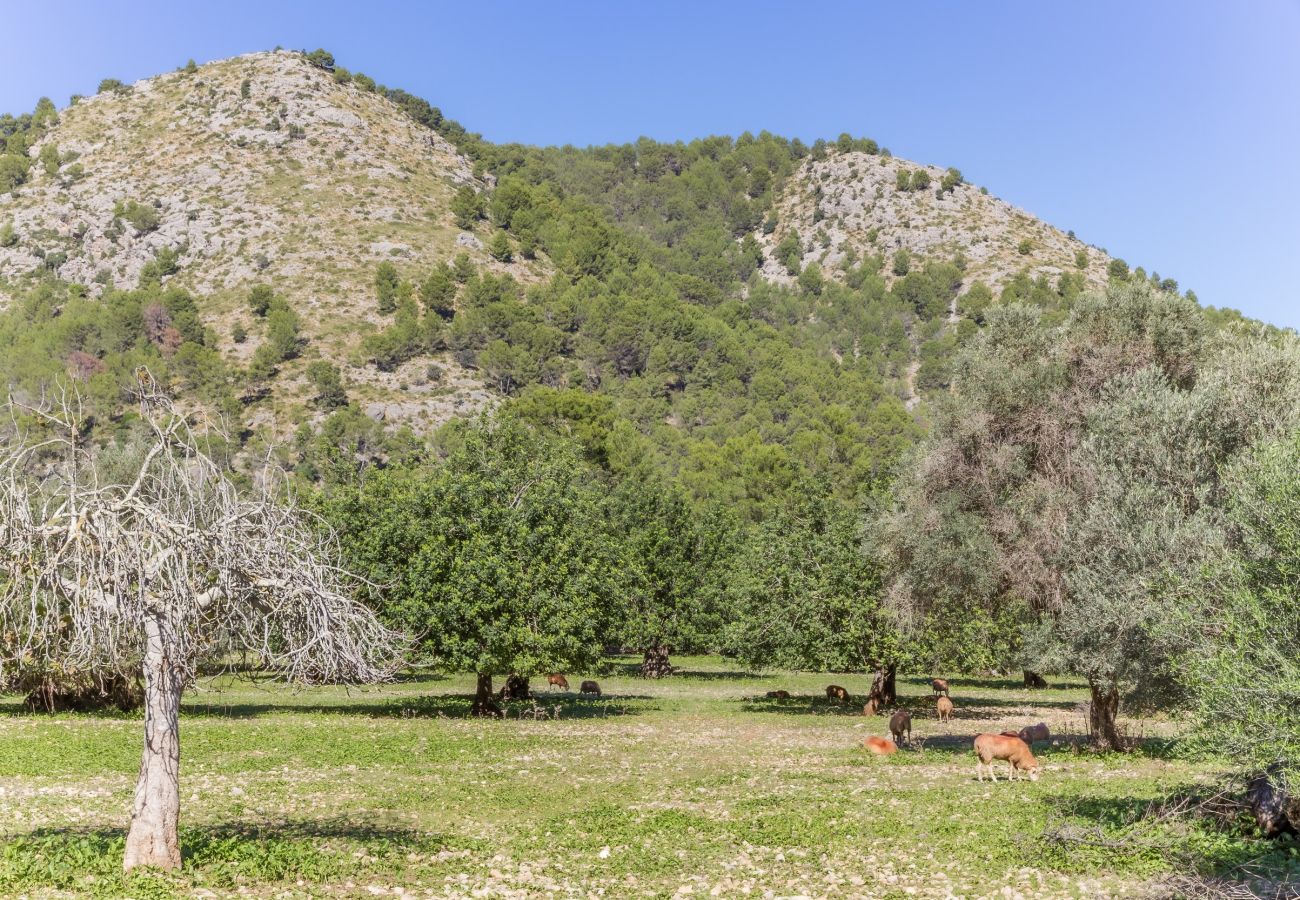 Villa in Pollensa - Can Pau